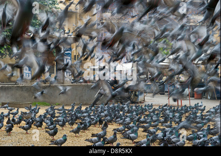 L'alimentation des pigeons religieux par les Hindous Jodphur Inde Banque D'Images