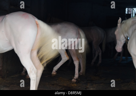 Les chevaux de cirque dans stable, Delhi, Inde Banque D'Images