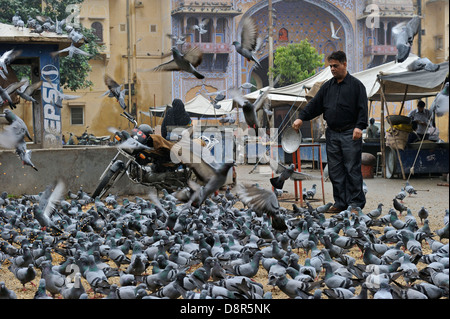 L'alimentation des pigeons religieux par les Hindous Jodphur Inde Banque D'Images