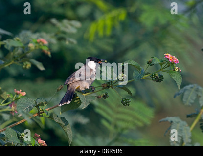 White-eared Bulbul Pycnonotus leucotis N Inde Banque D'Images