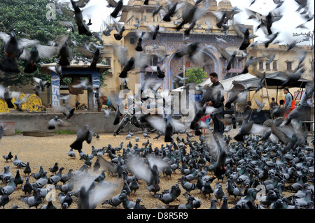 L'alimentation des pigeons religieux par les Hindous Jodphur Inde Banque D'Images