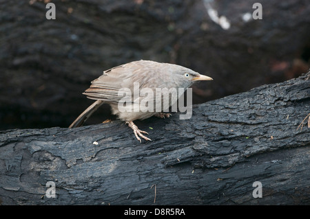 Cratérope écaillé Turdoides striata Jungle Février Inde Bharatpur Banque D'Images