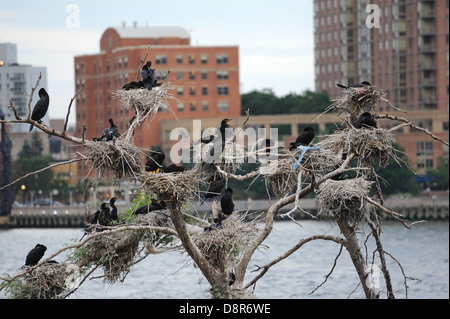 Le cormoran à aigrettes sur U Thant Island dans l'East River, entre Manhattan et Brooklyn à New York. Banque D'Images