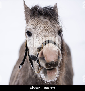 Laughing Horse in Snowy Derbyshire Peak District Banque D'Images