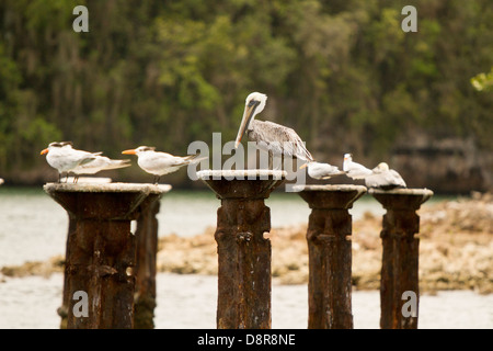 Parc national Los Haitises, Samana, République dominicaine. Banque D'Images