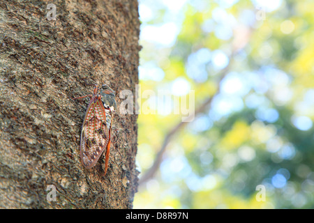 Cigale sur cherry tree Banque D'Images