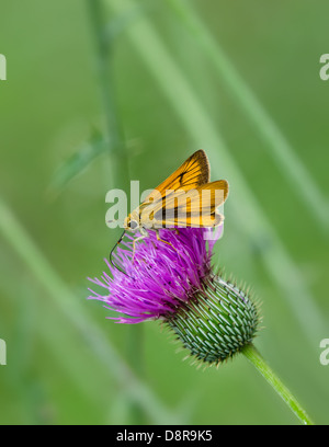 Alimentation papillon skipper sur Thistle fleurs sauvages. Fond vert doux. Banque D'Images