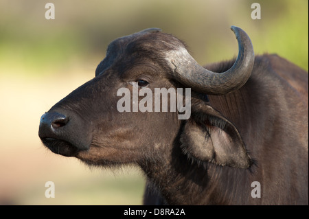 Buffalo (Syncerus caffer caffer), Zulu Nyala Game Reserve, Afrique du Sud Banque D'Images