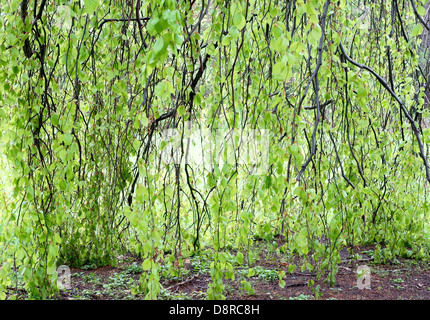 Les rameaux de hêtre avec des feuilles vert printemps Fagus sylvatica Banque D'Images