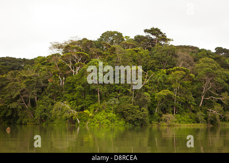 Forêt tropicale sur le côté ouest du lac Gatun (lac), République du Panama. Banque D'Images