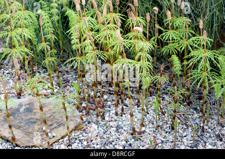 La prêle des bois Equisetum sylvaticum en herbe Banque D'Images