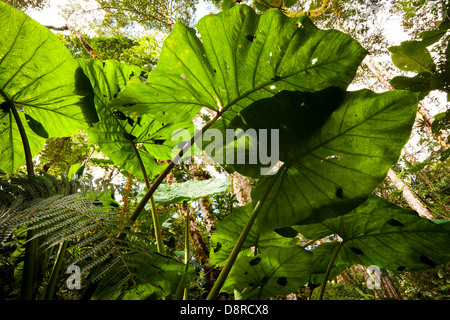 Grosses feuilles en parc national La Amistad, Chiriqui province, République du Panama. Banque D'Images