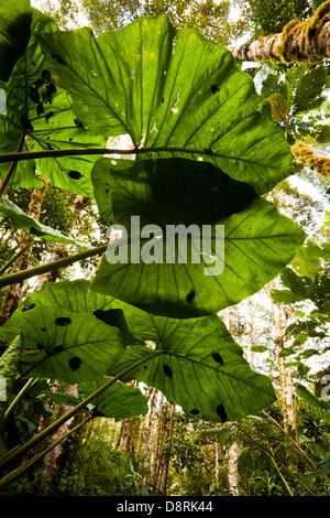 Grosses feuilles en parc national La Amistad, Chiriqui province, République du Panama. Banque D'Images