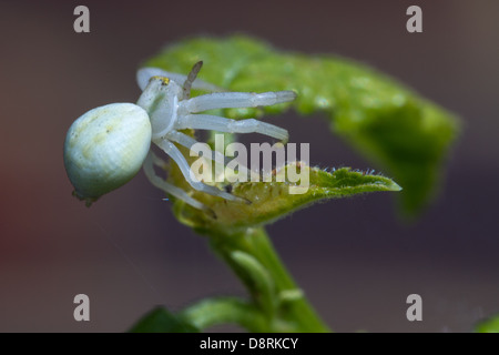 Araignée crabe (Misumena vatia) assis sur des proies pour d'attente feuilles Banque D'Images