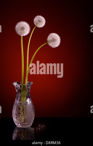 Pissenlit trois blowballs dans vase de cristal sur fond rouge Banque D'Images