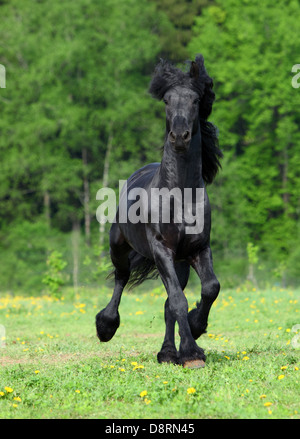 Cheval frison galoper dans un champ vert Banque D'Images