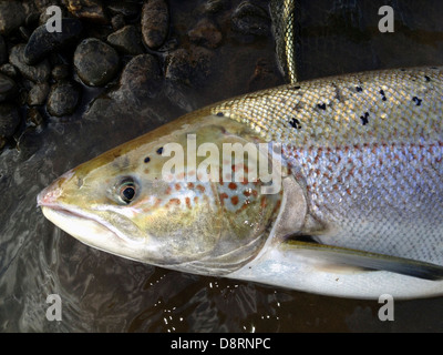 21lb pris du saumon atlantique de la rivière Wye près de Hay on Wye Herefordshire Angleterre UK Banque D'Images