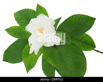 Gardenia jasminoides Gardenia (fleurs) isolé sur fond blanc. Libre. Banque D'Images