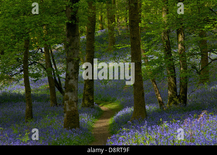 Dans Fishgarths jacinthes des bois au printemps, Loughrigg, près de Ambleside, Parc National de Lake District, Cumbria, Angleterre, Royaume-Uni Banque D'Images