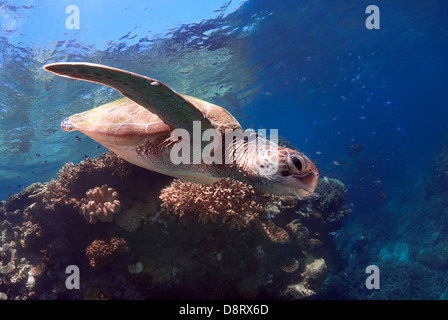 Tortue verte Chelonia mydas natation sur un récif de corail, Mer de Corail, Grande Barrière de corail, l'océan Pacifique, Queensland, Australie Banque D'Images