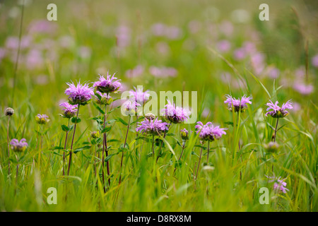 La monarde fistuleuse (Monarda fistulosa) fleurissent dans une prairie foothills Waterton Lakes National Park, Alberta, Canada Banque D'Images