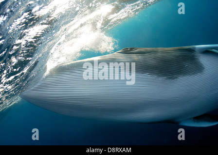 Dwarf petit rorqual Balaenoptera acutorostrata Grande Barrière de Corail, Mer de Corail, l'océan Pacifique, Queensland, Australie Banque D'Images