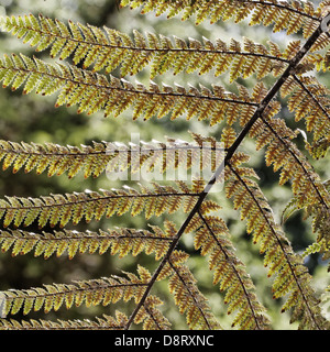 Dicksonia squarrosa, fougère arborescente rugueux Banque D'Images