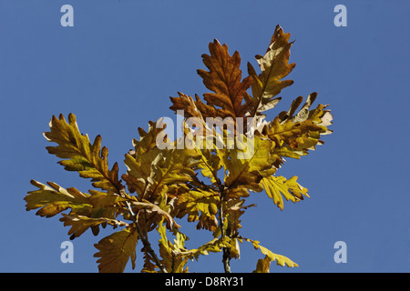 Quercus frainetto, chêne de Hongrie Banque D'Images