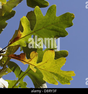 Quercus alba chêne blanc, à l'automne Banque D'Images