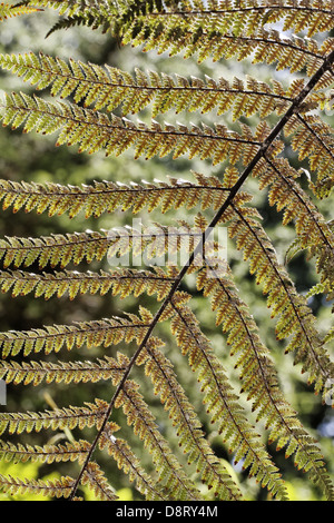 Dicksonia squarrosa, fougère arborescente rugueux Banque D'Images