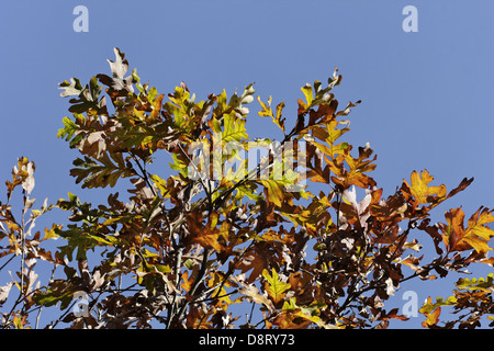 Quercus alba chêne blanc, à l'automne Banque D'Images