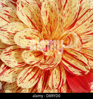 Dahlia 'Funny Face', Dahlia Pompon Banque D'Images