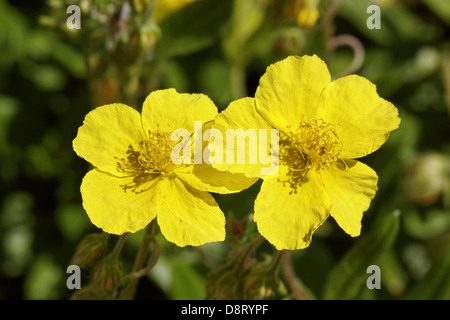 Helianthemum nummularium, ciste commun Banque D'Images