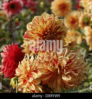 Dahlia 'Funny Face', Dahlia Pompon Banque D'Images