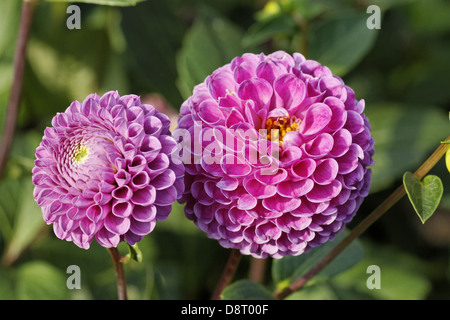 Dahlia 'Franz Kafka', Dahlia Pompon Banque D'Images