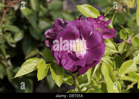 Rosa Rhapsody in Blue, Rose Polyantha Banque D'Images