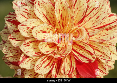 Dahlia 'Funny Face', Dahlia Pompon Banque D'Images