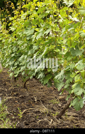 Plusieurs grappes de raisin non mûr jeune sur la vigne. Banque D'Images