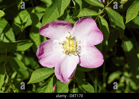 Rosa Gallica, La Rose gallique, Rose Français Banque D'Images