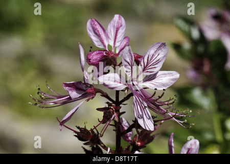 Dictamnus albus, brûlage, bush faux dittany Banque D'Images