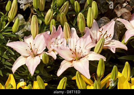 Lilium Asiatic Nain minuscule Todd, Lily Banque D'Images