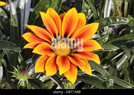 Gazania splendens Kiss Flamme Orange, Gazania Banque D'Images