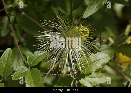 Clematis tangutica, Golden Clematis Banque D'Images