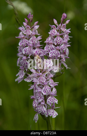 Trois Heath Spotted orchids croître dans un pré Banque D'Images