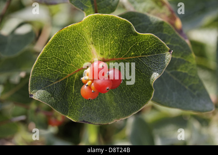 Chèvrefeuille lonicera caprifolium, italien Banque D'Images