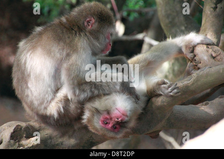 Le macaque japonais (Macaca fuscata) grooming Banque D'Images