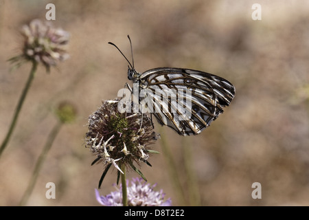 Melanargia occitanica, Western Marbled White Banque D'Images