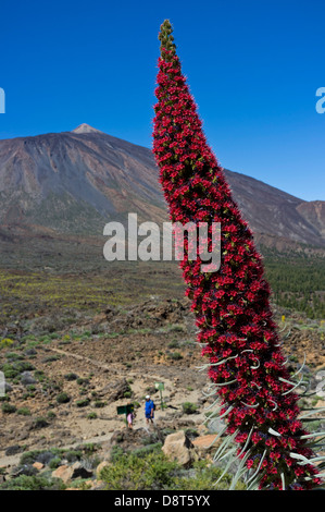 Les marcheurs dans le Las Canadas del Teide national park avec Echium wildpretti ou tajinaste roja, la floraison dans l'avant-plan. Tener Banque D'Images