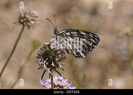 Melanargia occitanica, Western Marbled White Banque D'Images