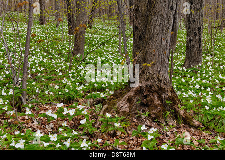 Triliums fleurir dans un boisé de l'Île Manitoulin- Bowser's Corner Ontario Canada Banque D'Images